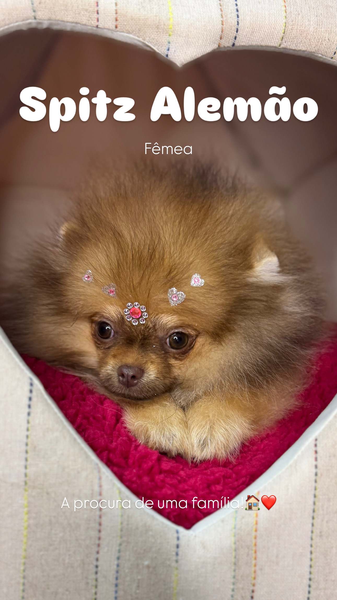 Spitz alemão - IMG_0166