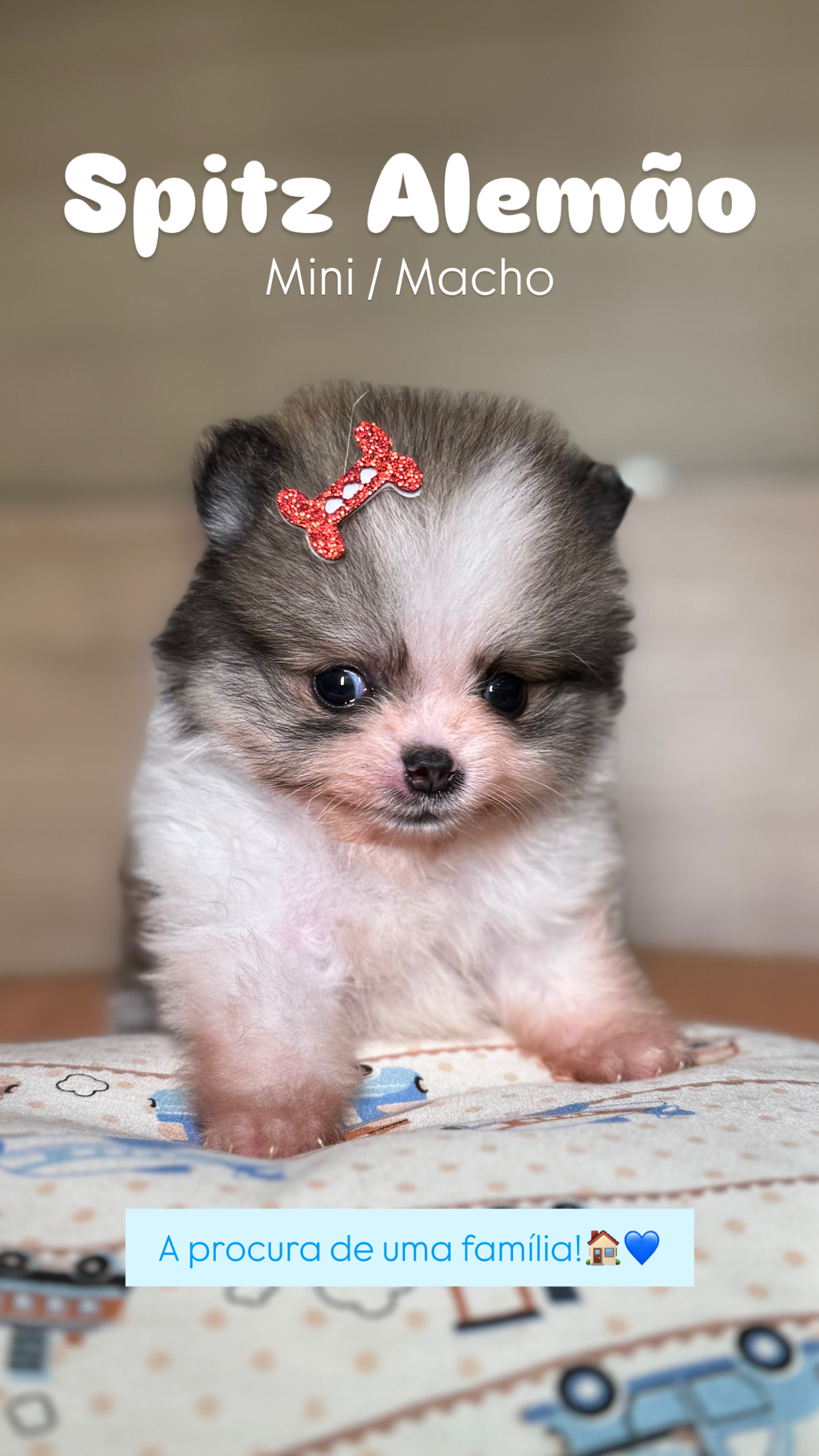 Spitz alemão - IMG_0225