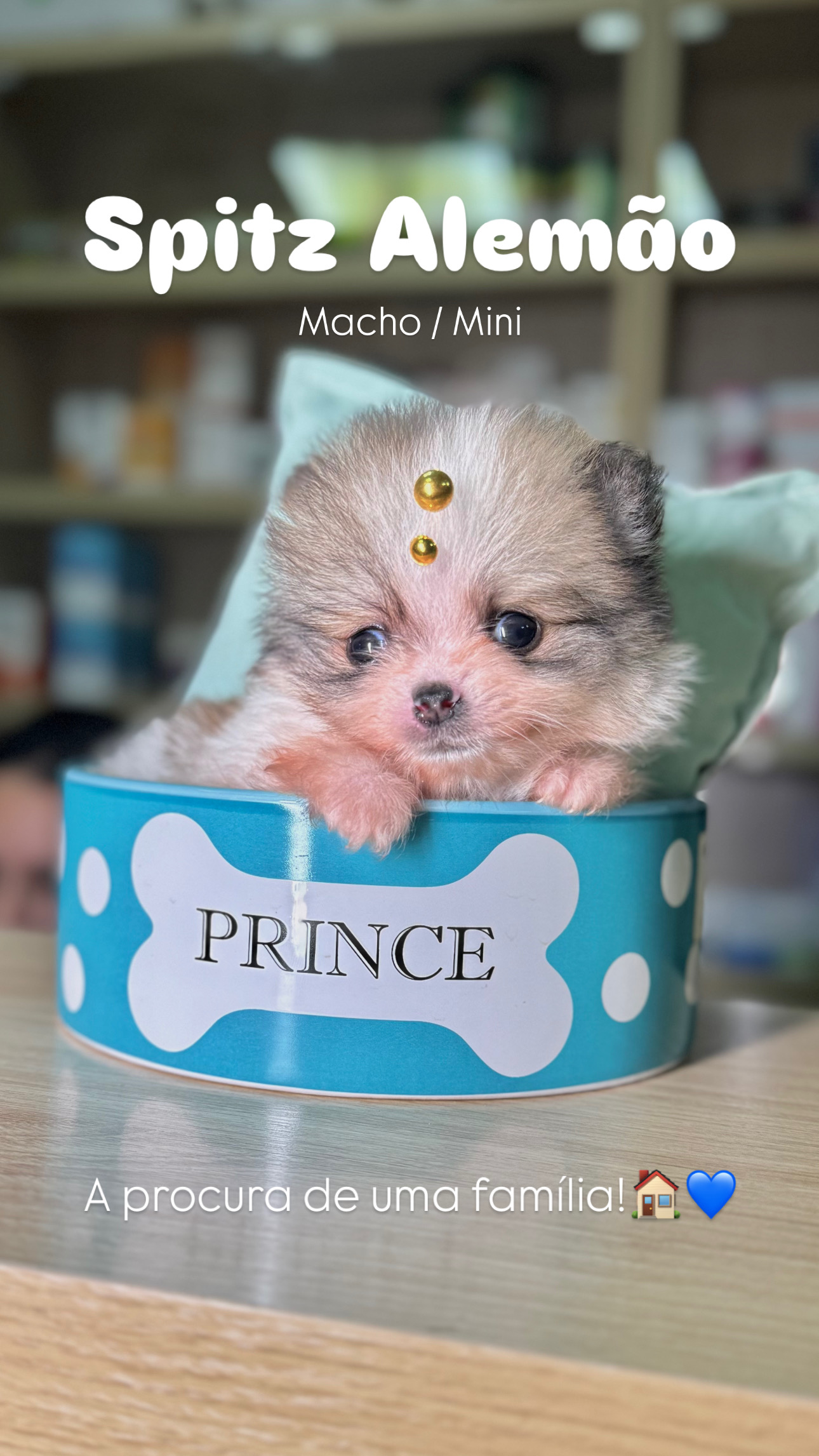 Spitz alemão - IMG_0227