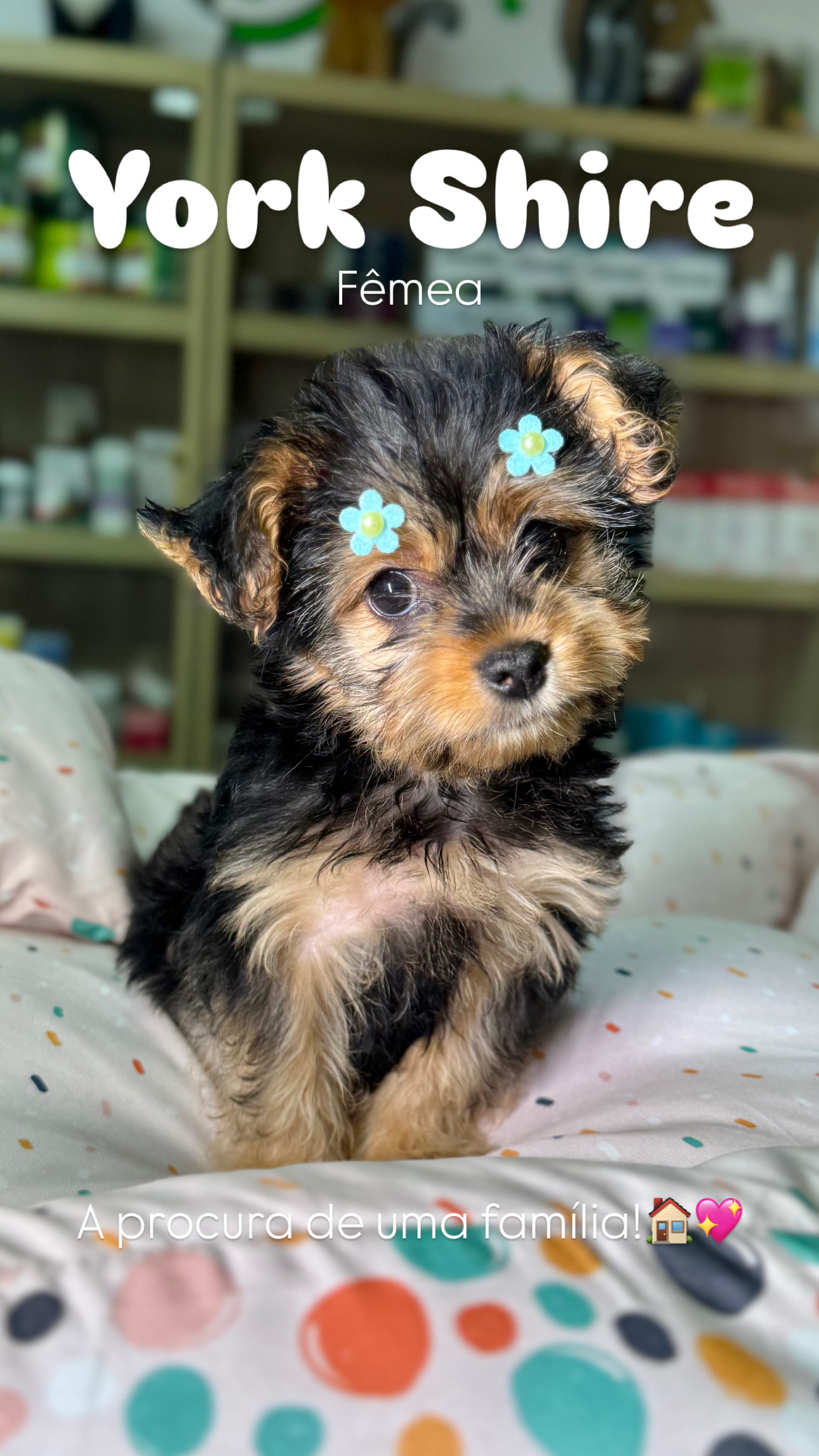 York Shire - IMG_0223