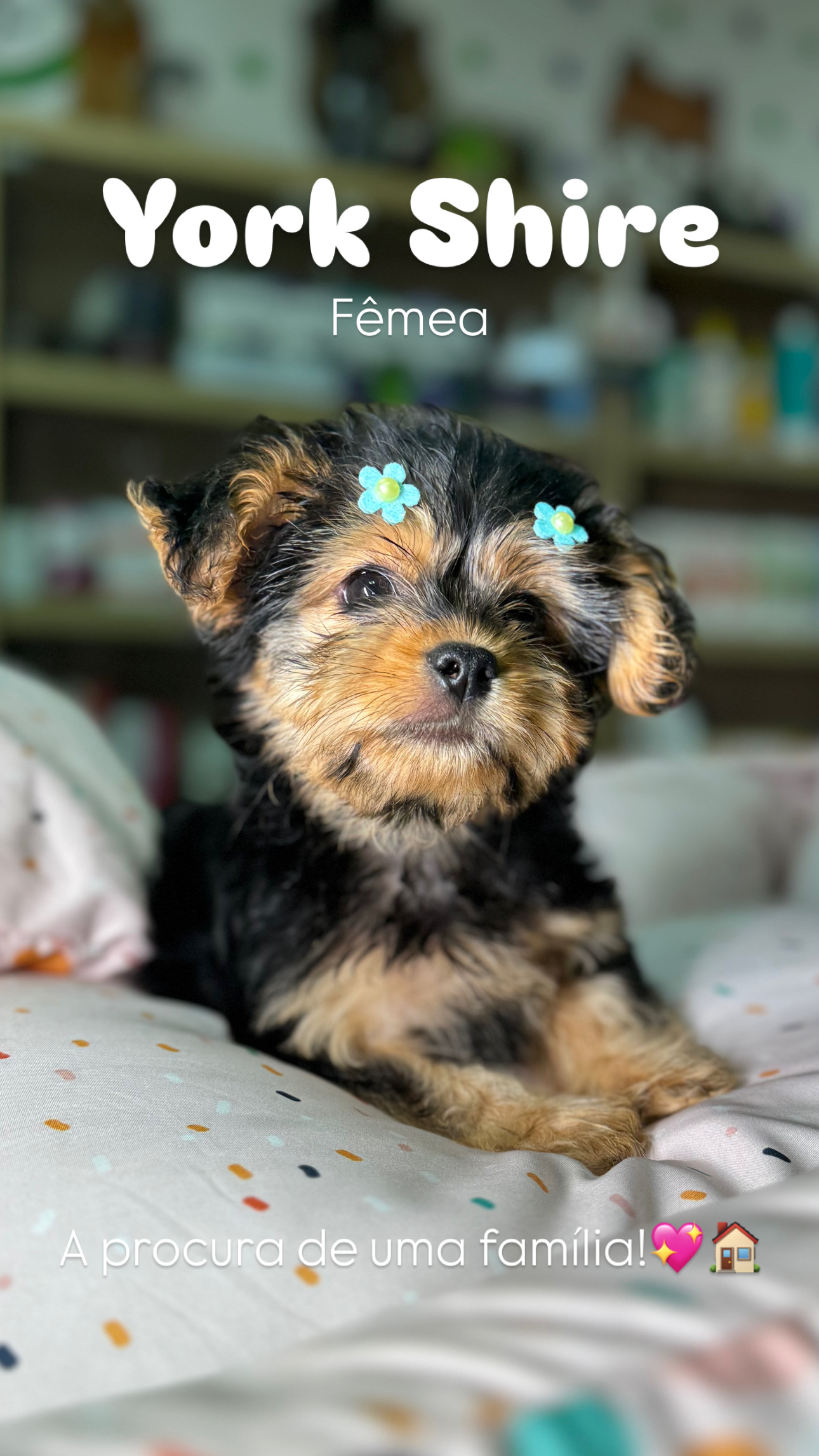 Yorkshire - IMG_0222